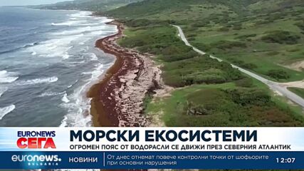 Огромен пояс от водорасли се движи през Северния Атлантик