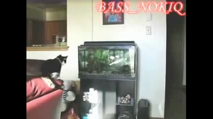 Лудо коте без очила