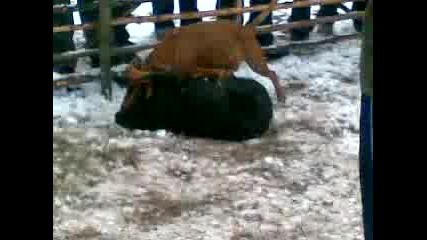 Borba