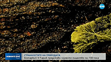 Зоопаркът в Париж представи слузесто същество със 720 пола