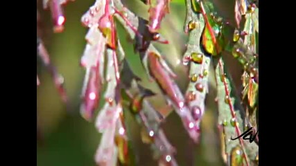 Beauty of flowers, birds and the bees 