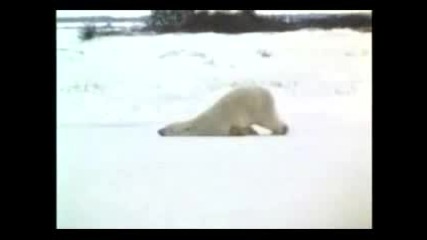 Забавни Животни - Смях!