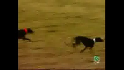 Greyhound Www.dog - Ejdan.com