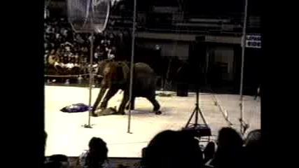 Цирков слон внезапно полудява и напада цирковите артисти
