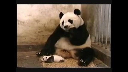 Бебе панда Кихане-бебе панда киха в зоологическата градина, плаши майка.