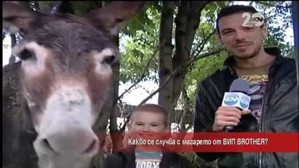Лудия репортер в откровен разговор с магарето от VIP Brother