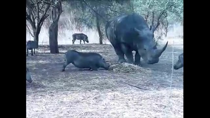 Кой каза, че прасетата не могат да летят