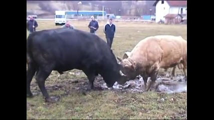 Mrkonja Bjelan 08 01 2011