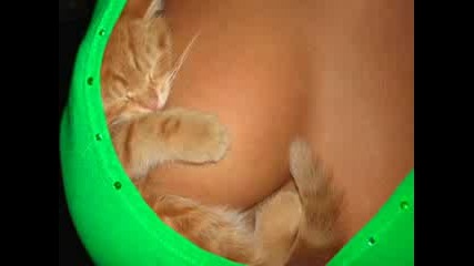 Very Funny Cats