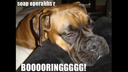 very funny dogs