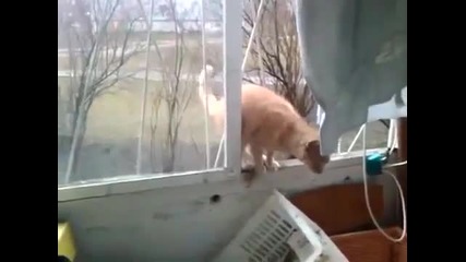 Коте-паяк!