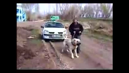 Огромен Кангал Дърпа Кола !!!