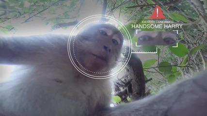 Маймунка краде Gopro камера