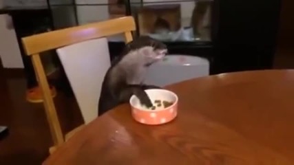 Сладка видра се храни на масата