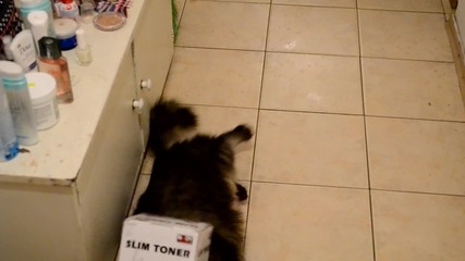 Любопитно коте си заклещи главата в кутия!