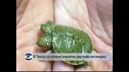 В Тексас се излюпи уникална двуглава костенурка