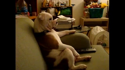 Куче гледа телевизия, седи като човек 