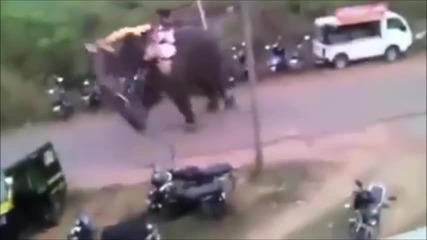 Слон подивя и стъпка всичко по пътя си