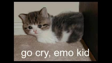 Cat Parody