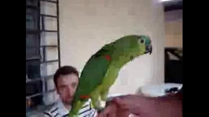 Parrot singing opera