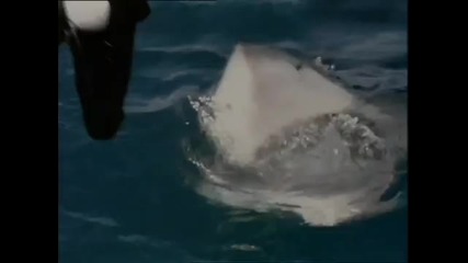 shark attack megaladon haha