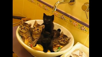 5 много сладки котенца ... ^_^