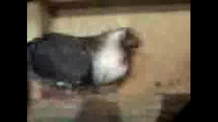 Video9 - karma