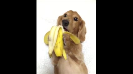 Куче яде банан
