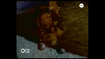 Sepultura - Ratamahatta