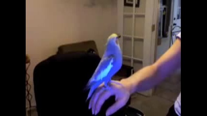 Птица Прави Beatbox