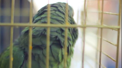 некултурният папагал-provideoz