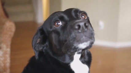 3 секундно видео (изплашено куче)