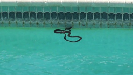 Змия плува в басейн.