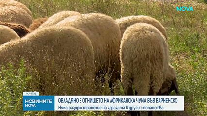 Пламен Абровски: Няма прехвърляне на африканска чума по свинете извън стопанствата, където е открита