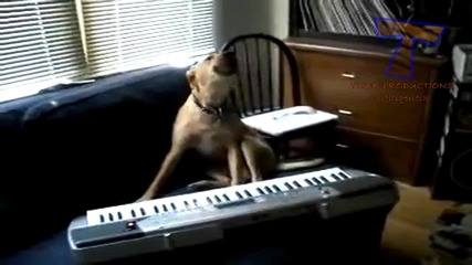 Кучета се учат да пеят - Забавна Компилация