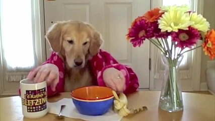 Breakfast at Gingers - golden retriever dog eats with hands 