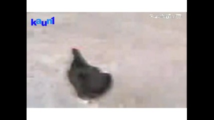 500 кокоши сили