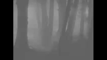 Forest Of Shadows - The Silent Cry 