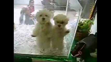 Кученцата танцуват 