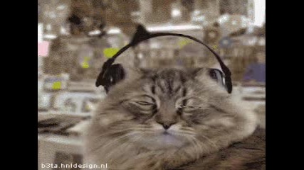 Котки Слушат Музика - Бъдете Като Тях