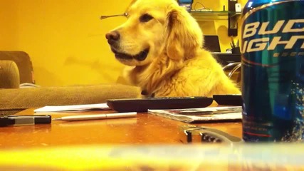 Dog Loves Guitar