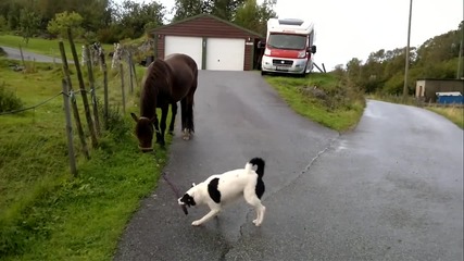 куче си играе с кон