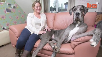 Най-голямото Куче На Света