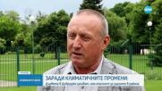 Заради климатичните промени: Дърветата в Добруджа загиват, има опасност за зърното