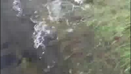 Какво правят рибите във пътя?