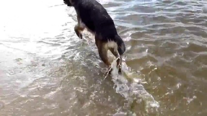 Куче хваща риба