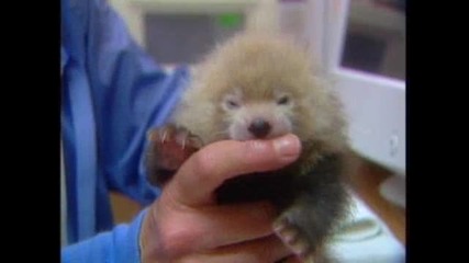 Red Panda Growing Pains