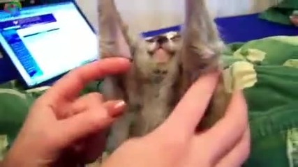 Много гальовен Лемур