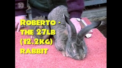 Top-10-abnormally-big-animals