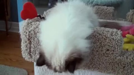 Котенце